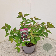 Leycesteria formosa 25-30 cm 3,0L