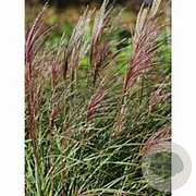 Miscanthus sin. 'Krater' GM  P11
