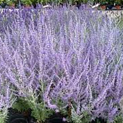 Perovskia atripl. 'Blue Steel' GM 2,0L