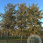 Quercus robur 35-40 HO draadkluit