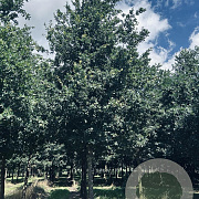 Quercus robur 40-45 HO draadkluit