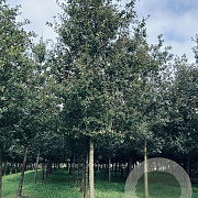 Quercus robur 45-50 HO draadkluit