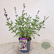 Salvia 'Nachtvlinder' 25-30 cm 2,5L