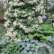 Schizophragma hydrangeoides 50-60 cm 2,5L