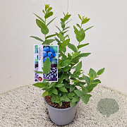 Vaccinium c. 'Goldtraube 23' 30-35 cm 3,0L