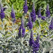 Veronica sp. 'Silbersee' GM P9