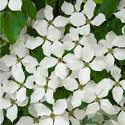 Cornus k. 'Kreuzdame' 8-10 HO draadkluit