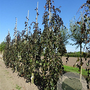 Fagus syl. 'Black Swan' 8-10 HO draadkluit