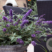 Buddleja Free Petite Lavender Flow 20-25 cm 2,0L