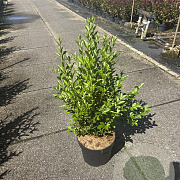 Ligustrum ovalifolium 60-80 cm 10L