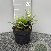 Polystichum set. 'Prol. Wollaston' GM 2,0L