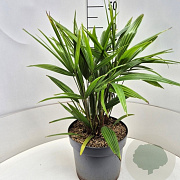 Trachycarpus fortunei 40-50 cm 10L