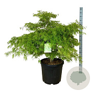 Acer pal. 'Dissectum' 100-125 cm cont. 55L breed extra