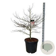 Acer pal. 'Garnet' 100-125 cm cont. 55L breed extra