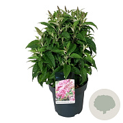 Buddleja d. B. Candy Little Pink 50-60 cm 14L