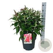 Buddleja d. B. Candy Little Ruby 50-60 cm 14L