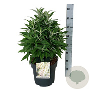 Buddleja d. B. Candy Little White 50-60 cm 14L