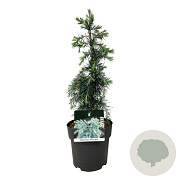Cedrus deod. 'Feelin' Blue' 30-40 cm P21 piramide
