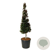 Fagus syl. 'Atropunicea' 200-225 cm cont. 90L