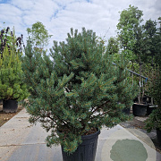 Pinus sylvestris 120-140 cm cont. 95L solitair
