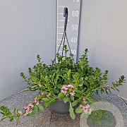 Scaevola aemula hangpot 27cm rose