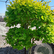 Acer shirasawanum 'Aureum' 200 cm met kluit