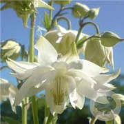 Aquilegia 'Green Apples' GM P9