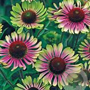 Echinacea 'Choco Green' GM P9
