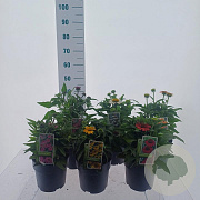Echinacea Gemengd 40-50 cm 3,0L