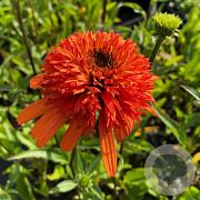 Echinacea 'Irresistible' GM P9