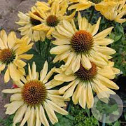 Echinacea p. 'Aloha' GM P9