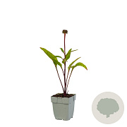 Echinacea p. 'Fatal Attraction' GM  P11