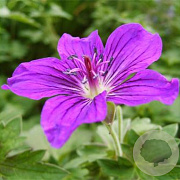 Geranium 'Lakwijk Star' GM P9