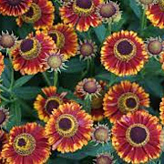 Helenium 'Bandera' GM P9