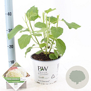 Hydrangea a. Strong Annabelle 40-50 cm 3,0L