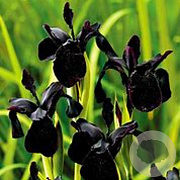 Iris chrysog. 'Black Form' GM P9