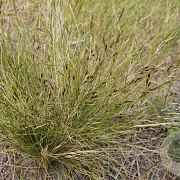 Nassella trichotoma GM P9