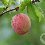 Prunus salicina 175-200 cm 10L