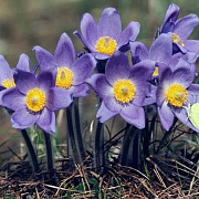 Pulsatilla patens GM P9