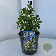 Salvia micr. 'Gletsjer' 25-30 cm 2,0L