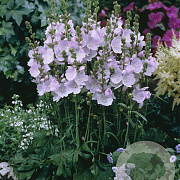 Sidalcea 'Little Princess' GM P9