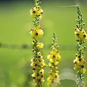 Verbascum nigrum album GM P9