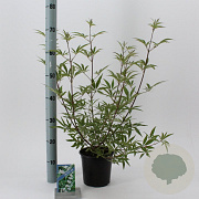 Vitex agnus-castus 'Albus' 30-35 cm 2,0L