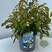 Viburnum plic. 'Watanabe' 30-40 cm 3,0L