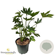 Fagus japonica 50-60 cm 5,0L