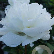 Paeonia (LD) 'Avalanche' 15-20 cm 3,0L