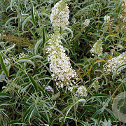 Buddleja d. 'Nanho White' 40-50 cm 3,0L