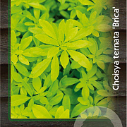 Choisya ternata 'Brica' 30-40 cm 5,0L