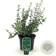 Euonymus fort. 'Emerald Gaiety' 20-30 cm 2,0L