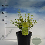 Euonymus fort. 'Emerald 'n' Gold' 20-30 cm 2,0L